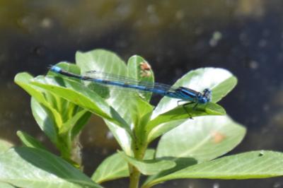 Agrion de Vander Linden