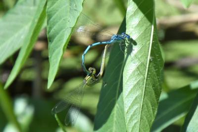 Agrion de Vander Linden