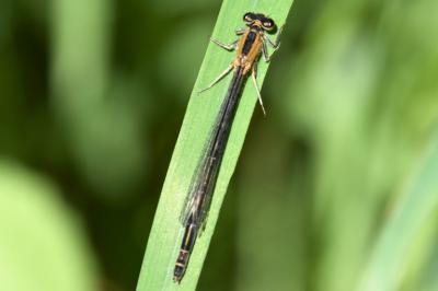 Agrion élégant