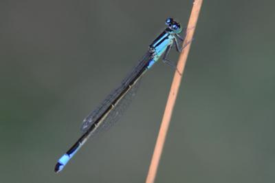 Agrion élégant