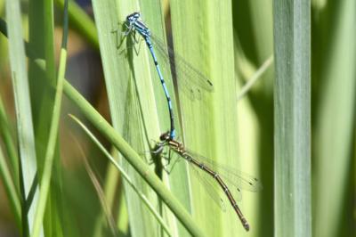 Agrion jouvencelle