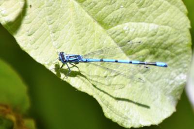Agrion jouvencelle