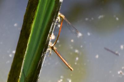 Agrion orangé