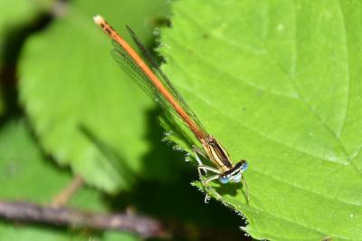 Agrion orangé