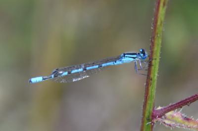 Agrion porte-coupe