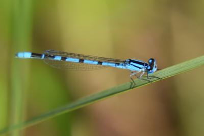 Agrion porte-coupe