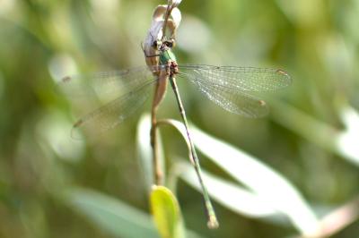 Leste vert