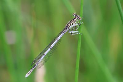 Agrion à larges pattes