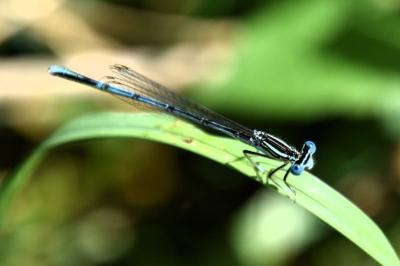 Agrion à larges pattes