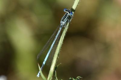 Agrion à larges pattes