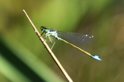 Agrion élégant