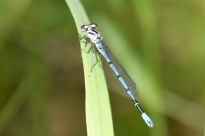 Agrion jouvencelle