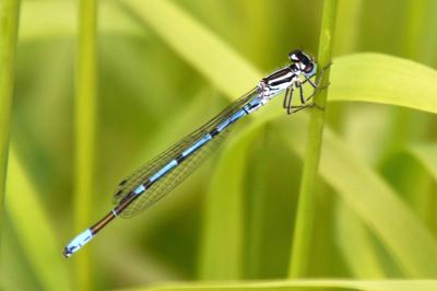 Agrion jouvencelle