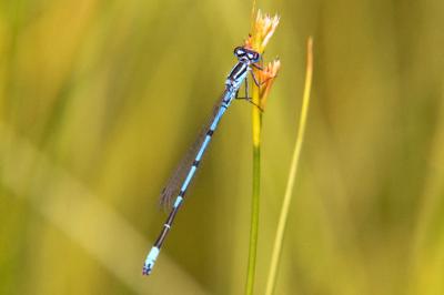 Agrion jouvencelle