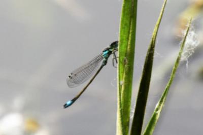Agrion élégant