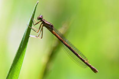 Agrion orangé