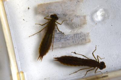 Anax empereur 