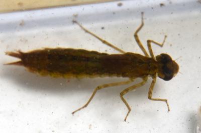 Anax empereur 