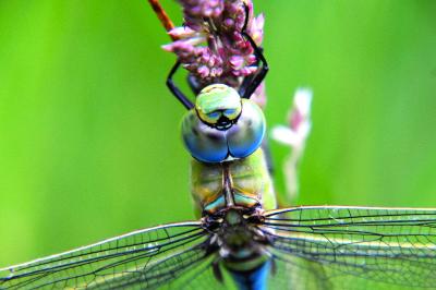 Anax empereur 