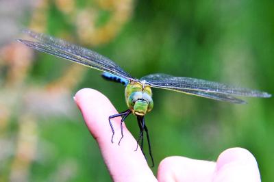 Anax empereur 