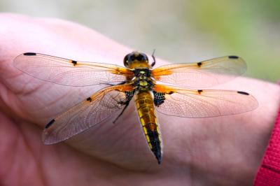 Libellule quadrimaculée 