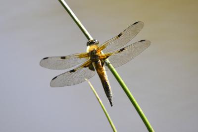 Libellule quadrimaculée 