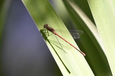 Petite nymphe au corps de feu 