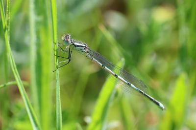 Agrion de Vander Linden