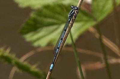 Agrion jouvencelle