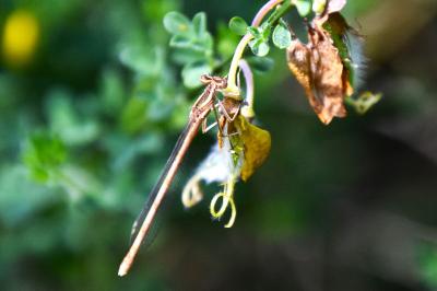 Agrion orangé