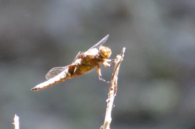 Libellule déprimée 