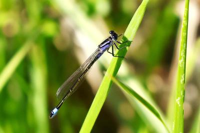 Agrion élégant