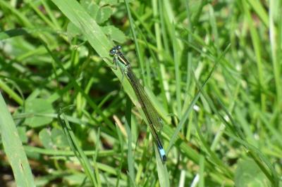 Agrion élégant