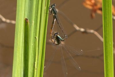 Agrion élégant