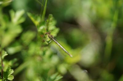 Agrion à larges pattes