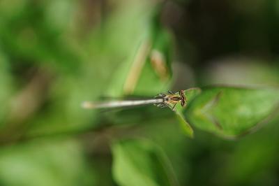 Agrion à larges pattes