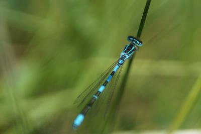 Agrion mignon 