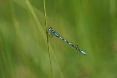 Agrion mignon 