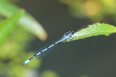Agrion jouvencelle