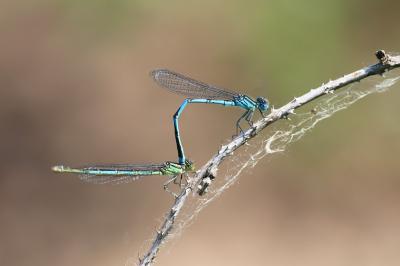 Agrion de Vander Linden