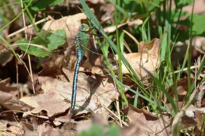 Anax empereur 