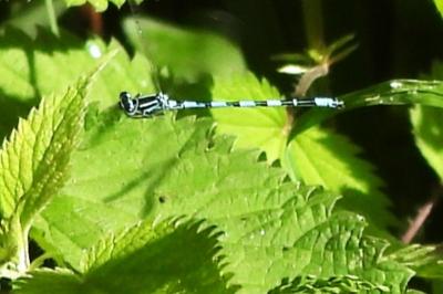 Agrion de Mercure