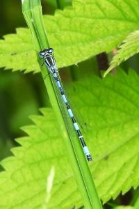 Agrion de Mercure