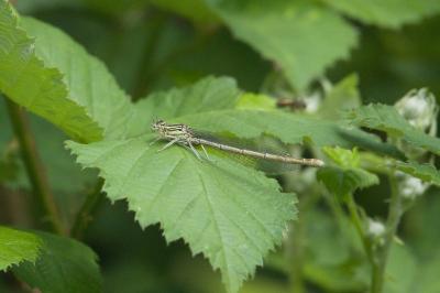 Agrion à larges pattes