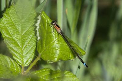 Agrion élégant