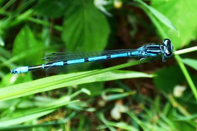 Agrion jouvencelle