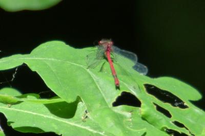 Petite nymphe au corps de feu 