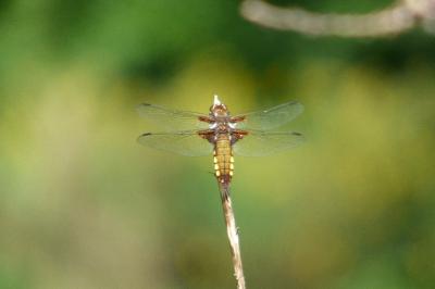 Libellule déprimée 