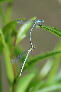 Agrion de Vander Linden