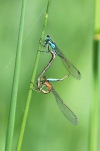 Agrion élégant